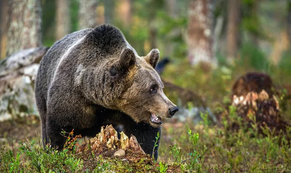 Бурый Медведь Летнем Лесу Закате Научное Название Ursus Arctos Естественная — стоковое фото