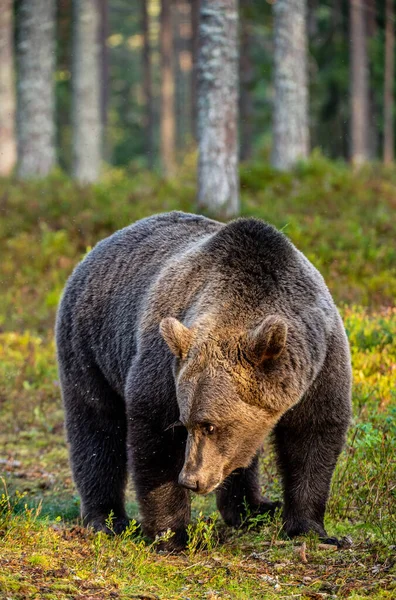 Brązowy Niedźwiedź Letnim Lesie Zachodzie Słońca Nazwa Naukowa Ursus Arctos — Zdjęcie stockowe