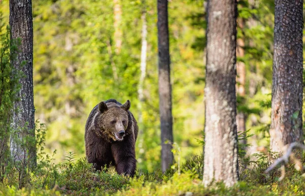 Μια Καφέ Αρκούδα Στο Καλοκαιρινό Δάσος Στο Φως Του Ήλιου — Φωτογραφία Αρχείου