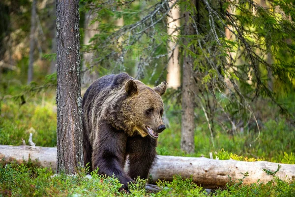黄昏时分 一只棕熊在夏日的森林里 Ursus Arctos 自然生境 — 图库照片