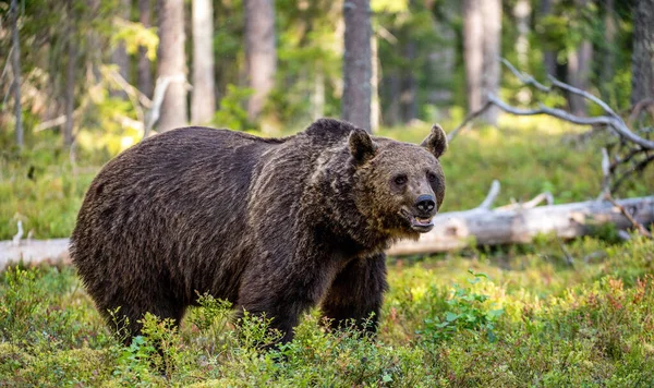 Gün Batımında Yaz Ormanında Kahverengi Bir Ayı Bilimsel Adı Ursus — Stok fotoğraf