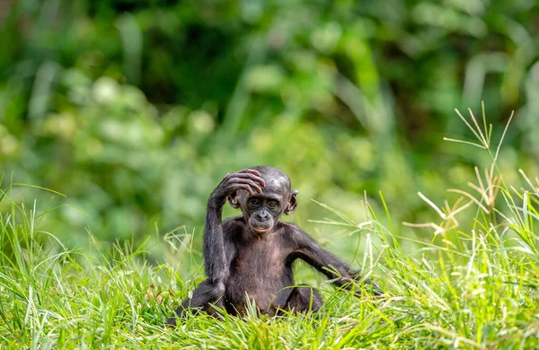 Şempanze Bonobo Nun Yavrusu Yeşil Doğal Arka Plan Bonobo Bilimsel — Stok fotoğraf