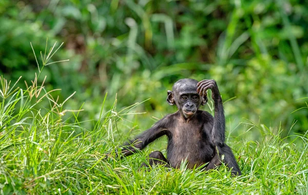 Kus Šimpanze Bonoba Zelené Přírodní Pozadí Bonobo Vědecké Jméno Pan — Stock fotografie