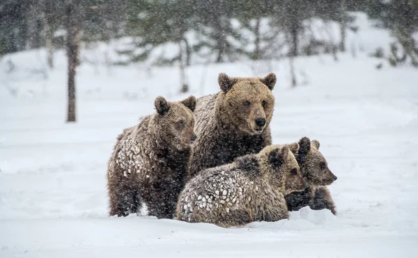 Вона Ведмідь Ведмідь Дитинчат Снігу Коричневі Ведмеді Зимовому Лісі Природне Ліцензійні Стокові Фото