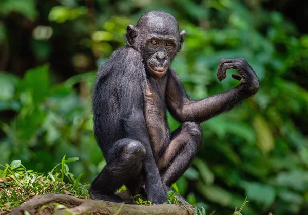 Бонобо Дереві Зелених Джунглях Бонобо Pan Paniscus Яке Раніше Називали Стокове Фото