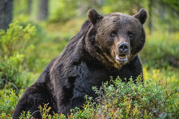Коричневий Ведмідь Літньому Лісі Наукова Назва Sus Arctos Природне Середовище Стокове Фото