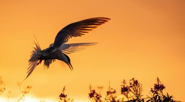 Uçan deniz fenerinin silueti. Kırmızı günbatımı arka planında sıradan bir deniz feneri uçuyor. Bilimsel adı Sterna Hirundo. Doğal yaşam alanı. - Rusya. Ladoga Gölü.