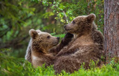 Kahverengi Ayı Yavruları yaz ormanlarında şakalaşıyor. Bilimsel adı Ursus Arctos Arctos. Doğal yaşam alanı. yaz mevsimi.