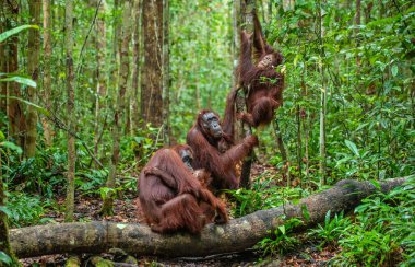 Orangutanlar bir doğal yaşam alanı içinde. Borneo orangutan (Pongo pygmaeus wurmbii) vahşi doğada. Borneo Adası'nın tropik yağmur ormanı. Endonezya