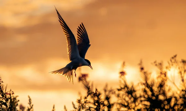 Silueta Charrán Común Volador Flying Common Tern Red Sunset Sky — Foto de Stock