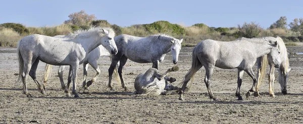 白い馬は塵の中を転がる ホワイト カマルグ馬 生息地のパルク地方 カマルグ プロヴァンス フランスホワイト ホース ロール ダスト — ストック写真