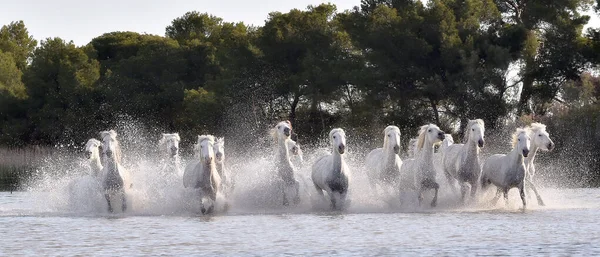 Cavalos Brancos Estão Galopar Água Vista Frontal Parc Regional Camargue — Fotografia de Stock