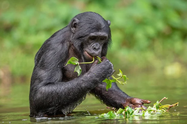 Bonobo Come Grama Enquanto Está Água República Democrática Congo África — Fotografia de Stock