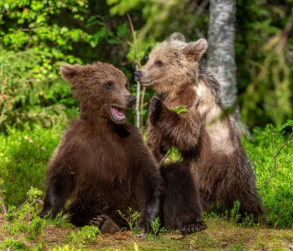棕熊幼崽在夏天的森林里嬉戏地战斗 Ursus Arctos Arctos 自然栖息地夏季 — 图库照片