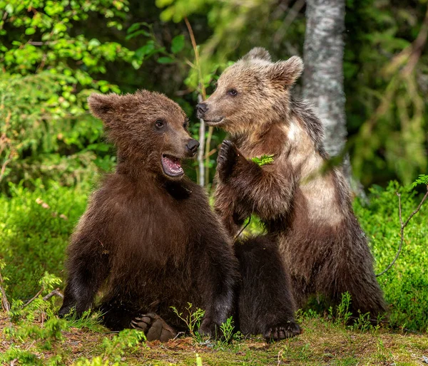 Brown Bear Cubs Slåss Lekfullt Sommarskogen Vetenskapligt Namn Ursus Arctos — Stockfoto