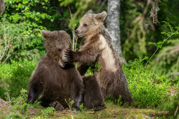 Barna Medve Cubs Játékosan Harcol Nyári Erdőben Tudományos Név Ursus — Stock Fotó