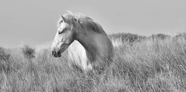 Portrait White Camargue Horse Black White Photo Provance France — Stock Photo, Image
