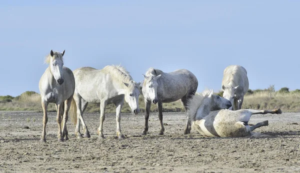 Cavallo Bianco Rotola Nella Polvere Cavalli Bianchi Camargue Nel Suo — Foto Stock
