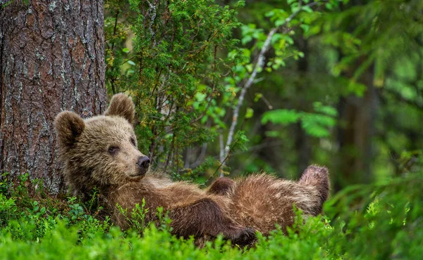 Cucciolo Orso Bruno Sdraiato Sulla Schiena Con Zampe Sollevate Nell — Foto Stock