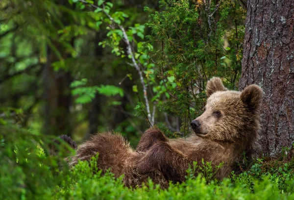夏天的森林里 棕熊幼崽仰卧在地上 爪子伸在绿草中 青松森林自然背景 乌苏拱门 自然栖息地夏季 — 图库照片