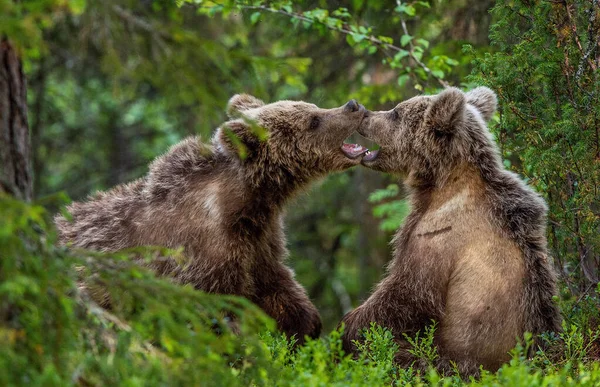 Brown Bear Cubs Vechten Speels Het Zomerwoud Wetenschappelijke Naam Ursus — Stockfoto