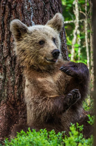 Маленький Медвежонок Сидит Сосной Куб Коричневого Медведя Летнем Лесу Научное — стоковое фото