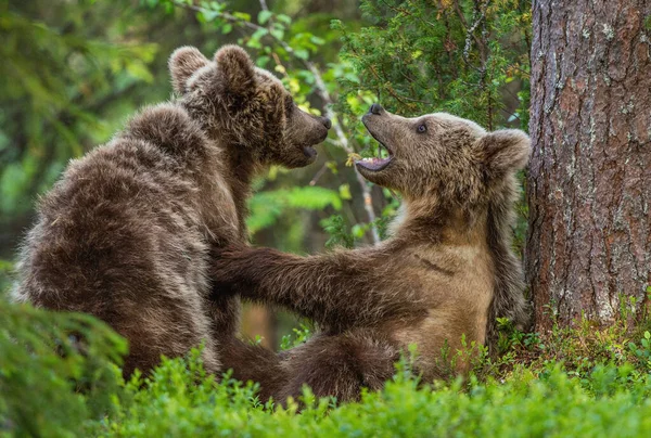 Brown Bear Cubs Slåss Lekfullt Sommarskogen Vetenskapligt Namn Ursus Arctos — Stockfoto