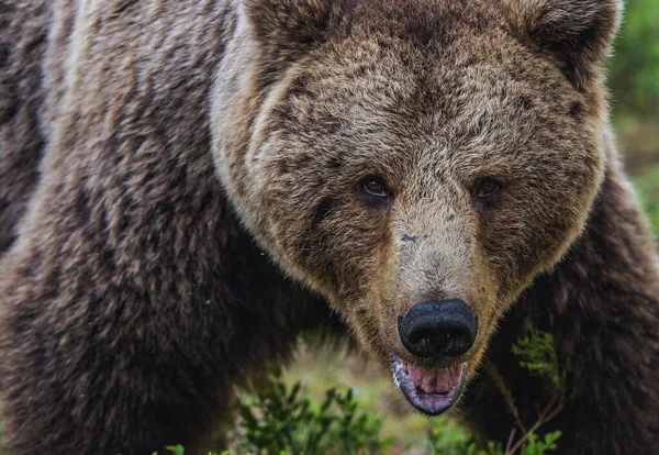 Grande Homem Adulto Urso Castanho Vista Frontal Perto Nome Científico — Fotografia de Stock