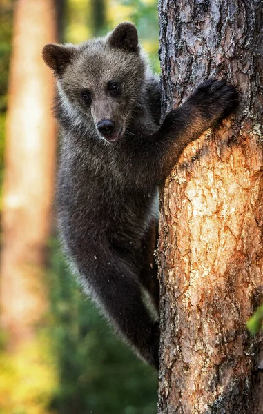 Filhote Urso Marrom Sobe Uma Árvore Nome Científico Ursus Arctos — Fotografia de Stock