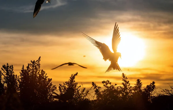 Silueta Charranes Voladores Comunes Flying Common Terns Sunset Sky Background — Foto de Stock