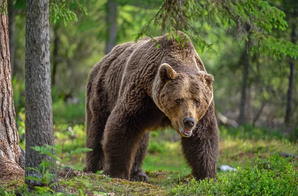 Big Adult Male Brown Urso Andando Floresta Verão Vista Frontal — Fotografia de Stock