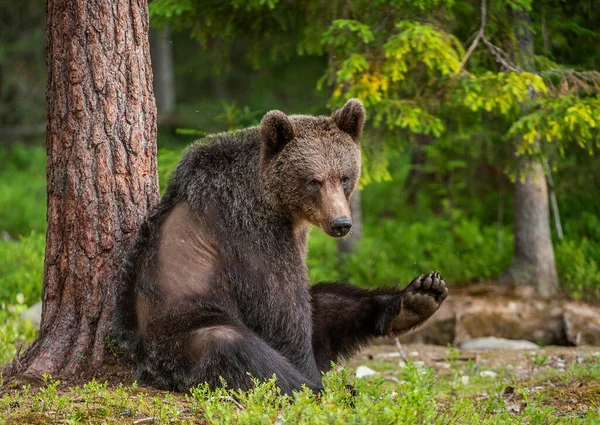Medve Egy Fenyőfa Alatt Nyújtózik Előre Nyújtva Mancsát Barna Medve — Stock Fotó