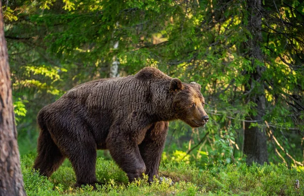 大成年棕熊在夏天的森林里散步 侧视图 Ursus Arctos 夏天的森林自然生境 — 图库照片