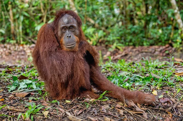 Portrait Rapproché Orang Outan Bornéo Pongo Pygmaeus Dans Nature Sauvage — Photo