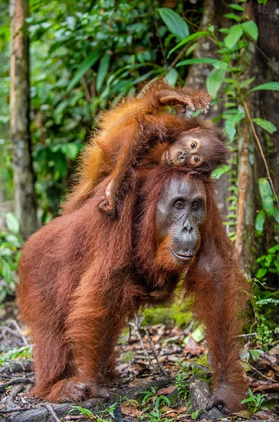 Nas Costas Uma Mãe Orangotango Bebé Nas Costas Mãe Mãe — Fotografia de Stock