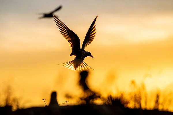 Σιλουέτα Ιπτάμενων Κοινών Τεράτων Πετώντας Κοινό Tern Στο Κόκκινο Ηλιοβασίλεμα — Φωτογραφία Αρχείου
