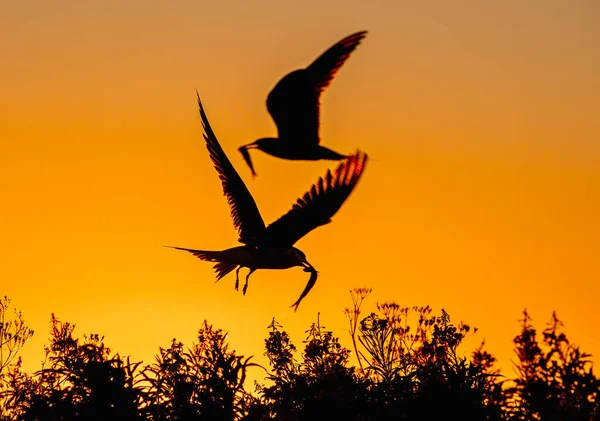 Silhouette Flying Common Terns Flying Common Terns Fish Beak Red — Stock Photo, Image