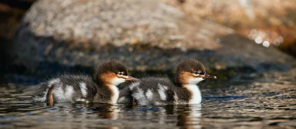 Red Breasted Merganser Chick Pega Traças Nadando Água Merganser Peito — Fotografia de Stock