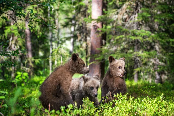 Brown Bear Cubs Slåss Lekfullt Sommarskogen Vetenskapligt Namn Ursus Arctos — Stockfoto