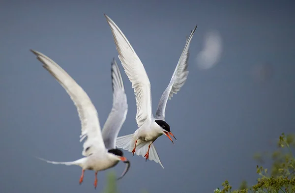 Common Terns Flight Tern Fish Its Beak Sky Background Front — Stock Photo, Image