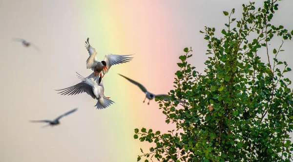 Affrontement Dans Ciel Sternes Pierregarins Interagissant Vol Sternes Communes Adultes — Photo