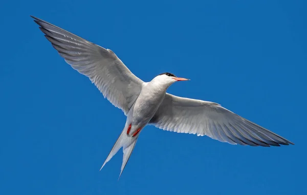 Flussseeschwalbe Mit Ausgebreiteten Flügeln Flug Erwachsene Seeschwalbe Auf Blauem Himmelshintergrund — Stockfoto