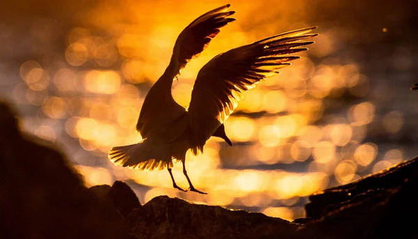 Sagoma Gabbiano Che Atterra Una Roccia Tramonto Sfondo Rosso Tramonto — Foto Stock