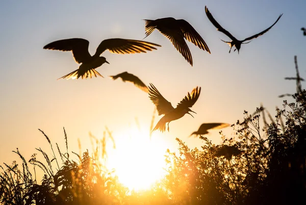 Silueta Charranes Voladores Comunes Flying Common Terns Sunset Sky Background — Foto de Stock