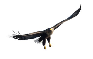 Yetişkin Beyaz kuyruklu kartal uçuyor. Beyaz arka planda izole edilmiş. Bilimsel adı Haliaeetus albicilla, ayrıca ern, erne, gri kartal, Avrasya deniz kartalı ve beyaz kuyruklu deniz kartalı olarak da bilinir..