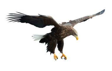 Yetişkin Beyaz kuyruklu kartal uçuyor. Beyaz arka planda izole edilmiş. Bilimsel adı Haliaeetus albicilla, ayrıca ern, erne, gri kartal, Avrasya deniz kartalı ve beyaz kuyruklu deniz kartalı olarak da bilinir..