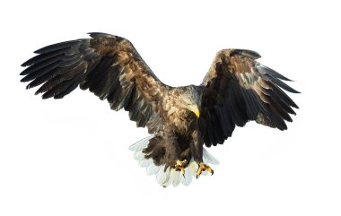 Yetişkin Beyaz kuyruklu kartal uçuyor. Beyaz arka planda izole edilmiş. Bilimsel adı Haliaeetus albicilla, ayrıca ern, erne, gri kartal, Avrasya deniz kartalı ve beyaz kuyruklu deniz kartalı olarak da bilinir..