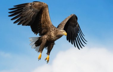 Yetişkin beyaz kuyruklu kartal uçuyor. Mavi gökyüzü arka planı. Bilimsel adı Haliaeetus albicilla, ayrıca ern, erne, gri kartal, Avrasya deniz kartalı ve beyaz kuyruklu deniz kartalı olarak da bilinir..