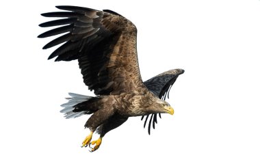 Yetişkin Beyaz kuyruklu kartal uçuyor. Beyaz arka planda izole edilmiş. Bilimsel adı Haliaeetus albicilla, ayrıca ern, erne, gri kartal, Avrasya deniz kartalı ve beyaz kuyruklu deniz kartalı olarak da bilinir..