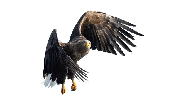 Ausgewachsene Seeadler Flug Vereinzelt Auf Weißem Hintergrund Wissenschaftlicher Name Haliaeetus — Stockfoto